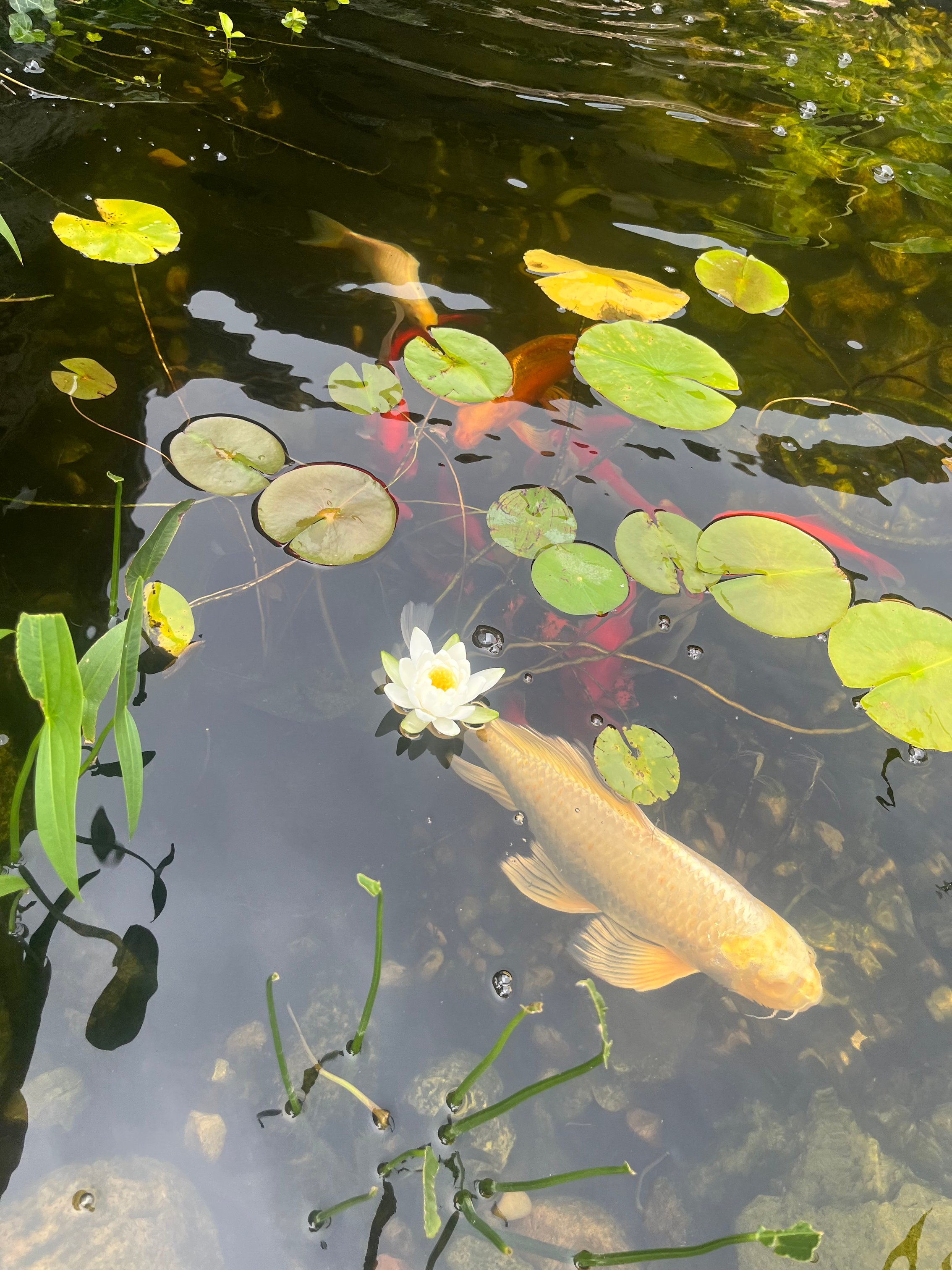 Koi fish with lily pad