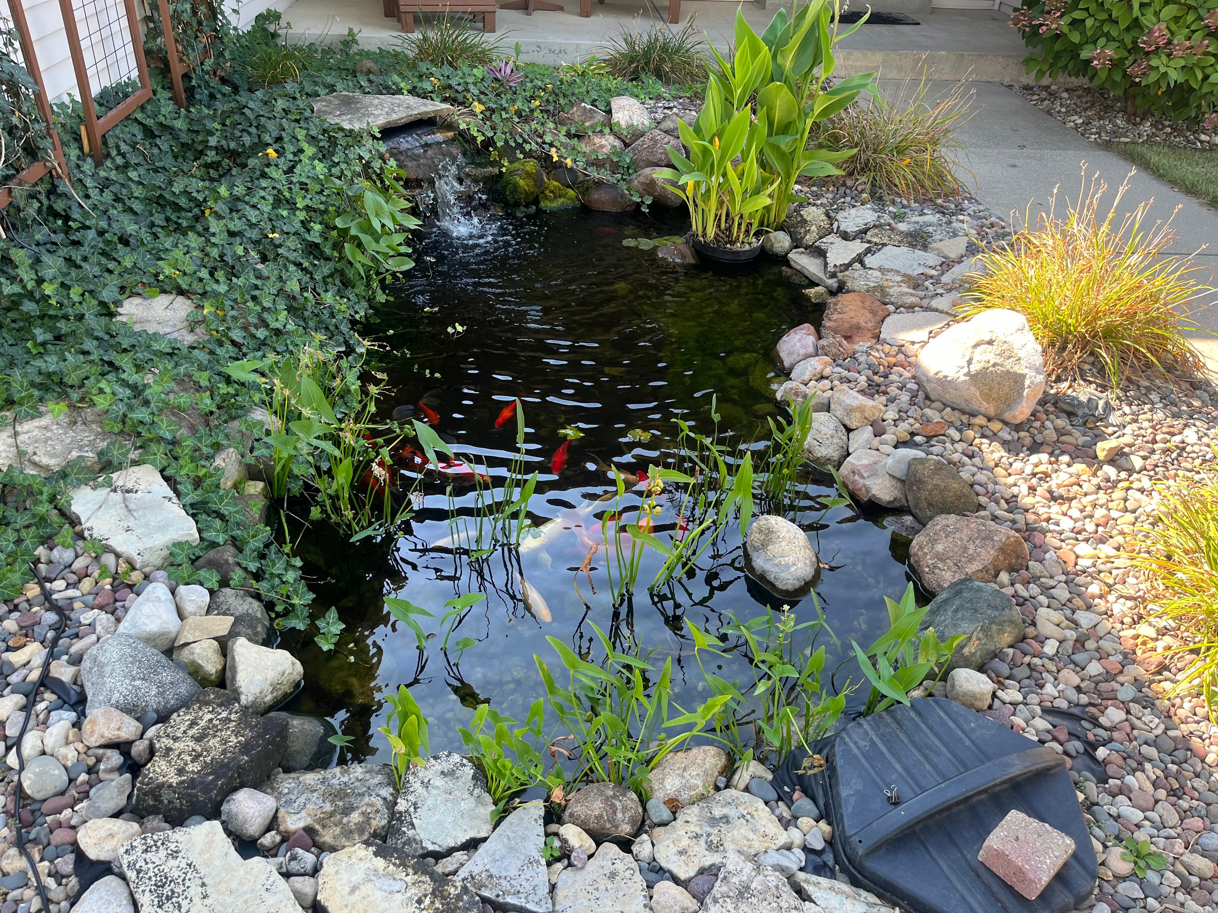 Full view of Koi Pond